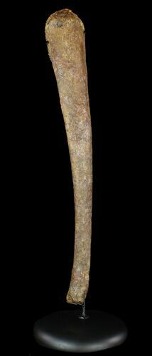 Kritosaurus Fibula On Stand - Aguja Formation, Texas #51412